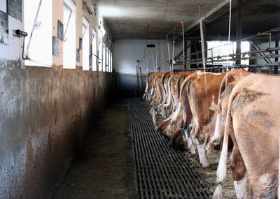 cattle