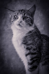 Close-up portrait of tabby cat