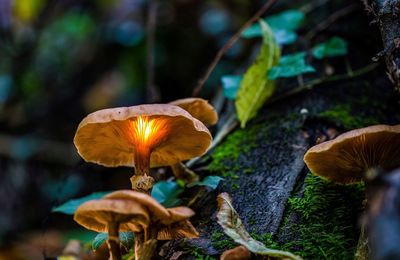 Close-up of mushrooms growing outdoors