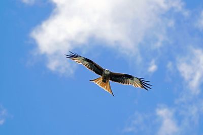 Low angle view of eagle flying against sky