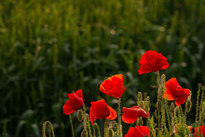 Close-up of red poppies blooming on field