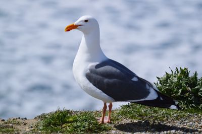 Close-up of seagull perching on sea shore