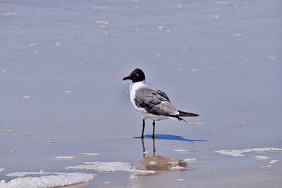 Bird perching on a beach