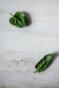 Close-up of green leaf on table