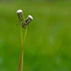 Close-up of wilted flower on land