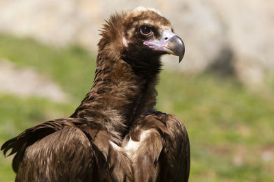 Close-up of eagle