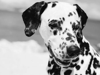Close-up of dogs