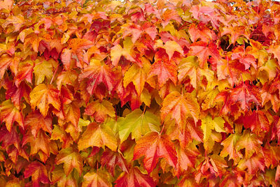Full frame shot of maple leaves
