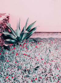 Plants on pink fashion concept. palm lover. canary island