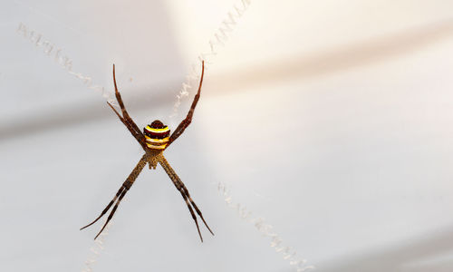 Close-up of spider 