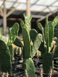 Close-up of succulent plant growing outdoors