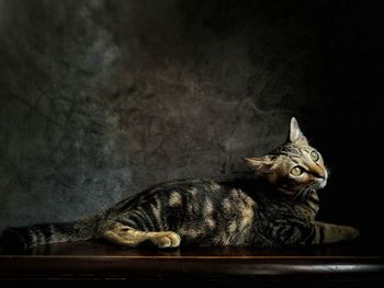 Cat lying down over dark background 