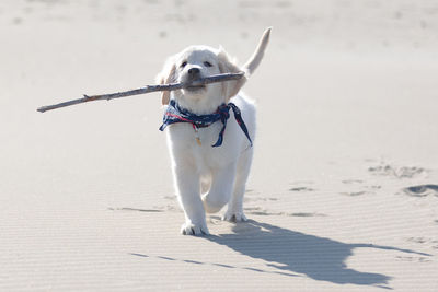 Dog running on snow