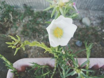 Close-up of white flowers blooming outdoors