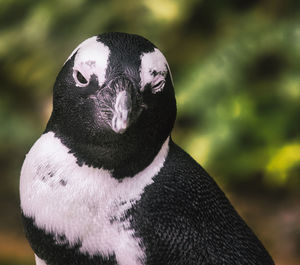 Close-up portrait of black bird