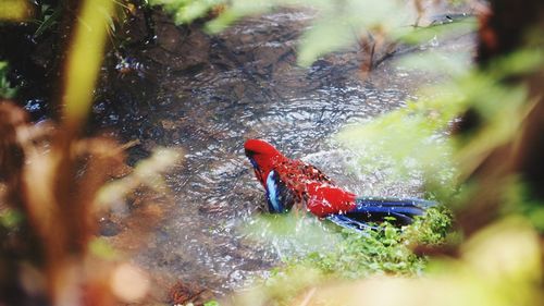 High angle view of a duck swimming in water