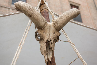 Low angle view of animal skull