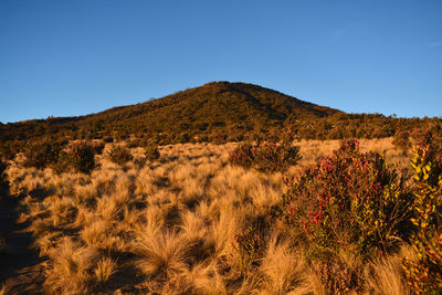 Beautiful yellow savanna in the dry season. mount lawu, indonesia