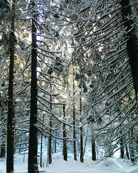 Trees in forest during winter