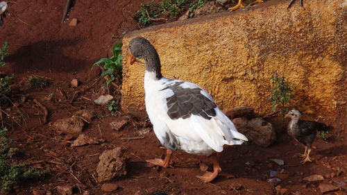 High angle view of a bird