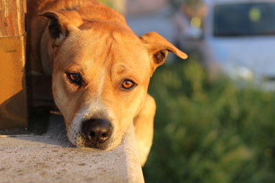 Close-up portrait of a dog