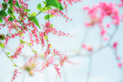 Low angle view of pink cherry blossom