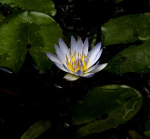 Close-up of water lily in pond