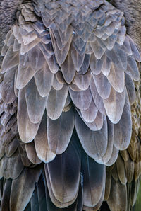 Full frame shot of feathers from a vulture