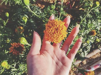 Close-up of hand holding red flowering plant