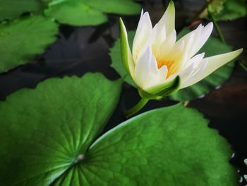 Close-up of lotus water lily in lake