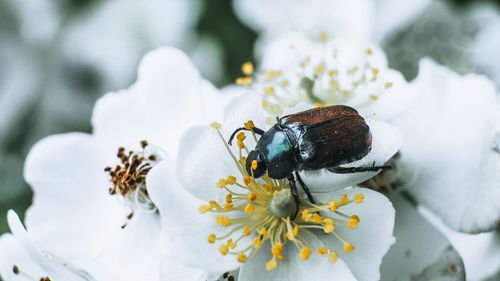 Close-up of bee pollinating on white flower