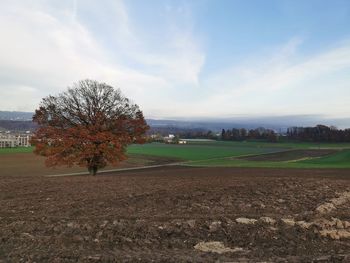 Scenic view of field against sky