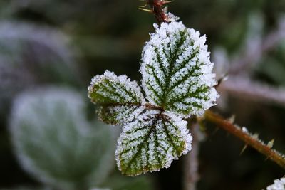 Close-up of frozen plant