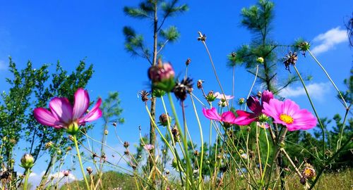 Close-up of pink flowering plants on field against blue sky