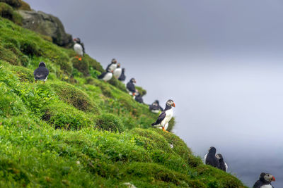 View of birds on rock