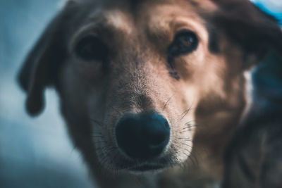 Close-up portrait of dog