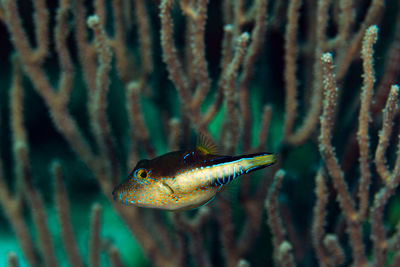 Close-up of fish swimming in sea