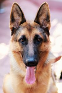 Close-up portrait of a dog