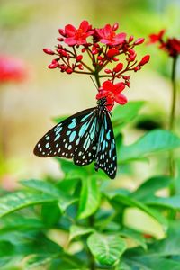 Close-up of butterfly pollinating on flower