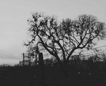 Bare trees against sky