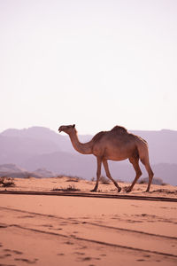 Camels standing on desert against clear sky