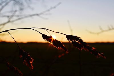 Close-up of silhouette plants against sunset sky