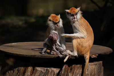 Monkey sitting on wood