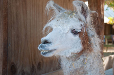 Close-up portrait of horse