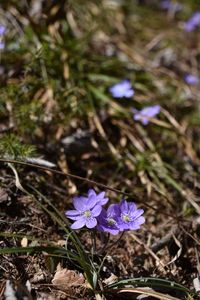 Close-up of purple crocus blooming outdoors