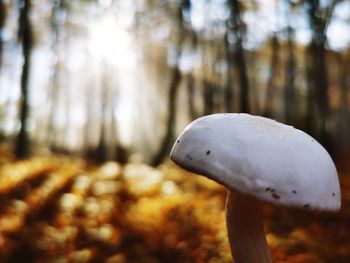 Close-up of mushroom growing in forest