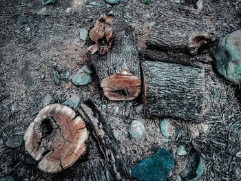 Full frame shot of old tree trunk