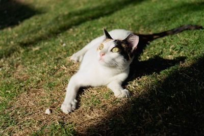 Portrait of a cat lying on grass