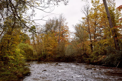 Scenic view of forest against sky during autumn