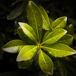 Close-up of green leaves